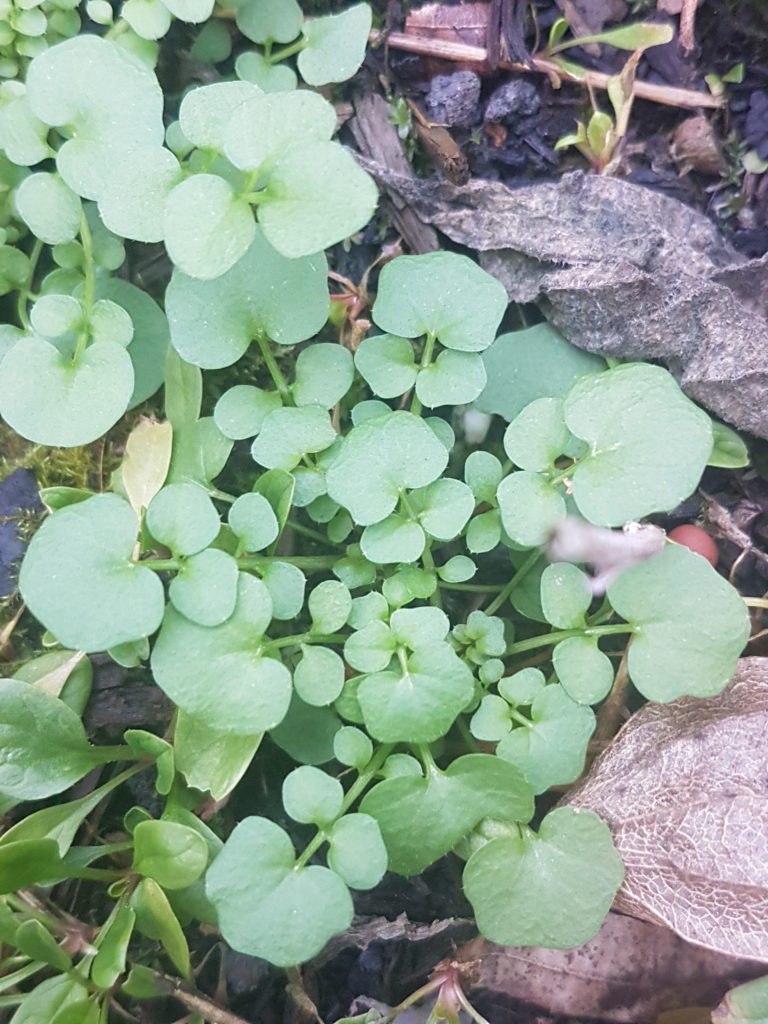 Das Gartenschaumkraut